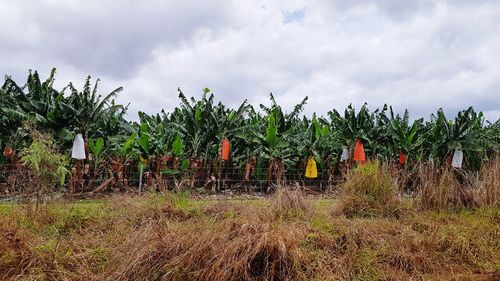 Plants growing on field against sky