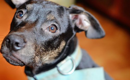 Close-up portrait of dog