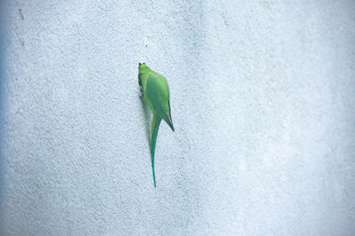 Close-up of green leaf on wall