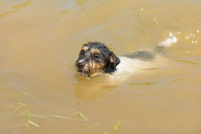 High angle view of dog swimming in lake