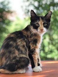 Close-up portrait of a cat