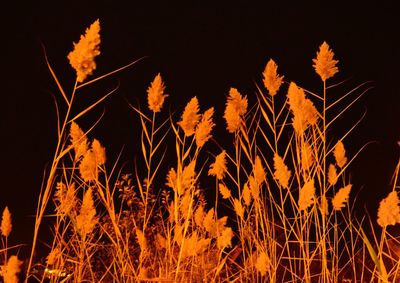 Low angle view of plants growing on field against sky at night