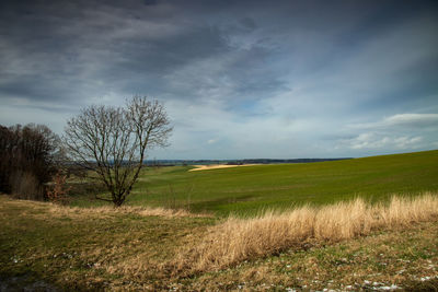 Bare tree on field against cloudy sky