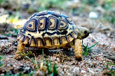 Close-up of tortoise on field