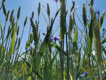 Close-up of purple flowering plants on field