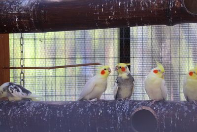 Close-up of birds perching in cage at zoo