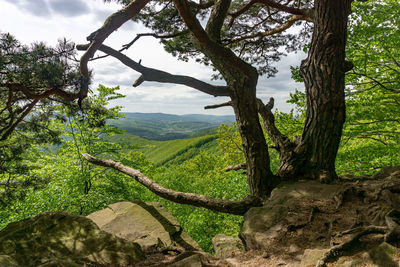 Scenic view of trees in forest against sky