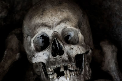 Close-up of human skull