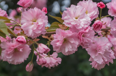 Close-up of pink cherry blossoms