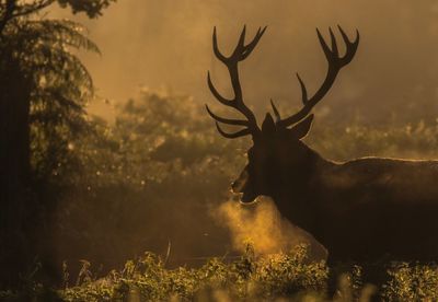 Silhouette stag standing on field during sunset