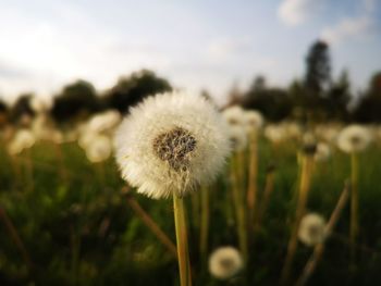 Close-up of dandelion on field against sky