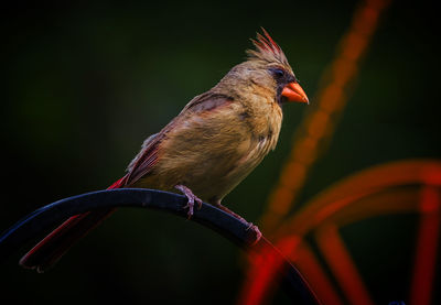 Close-up of bird perching on branch