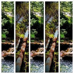 Plants growing on tree trunk