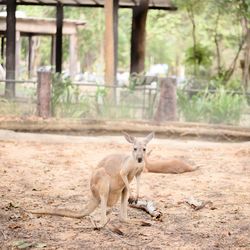 Portrait of kangaroo in zoo