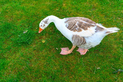 High angle view of bird on field