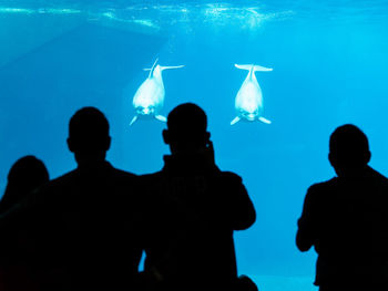 Group of people swimming in aquarium