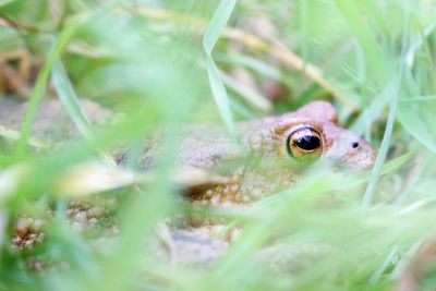 Close-up of frog in field