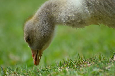 Close-up of bird on field