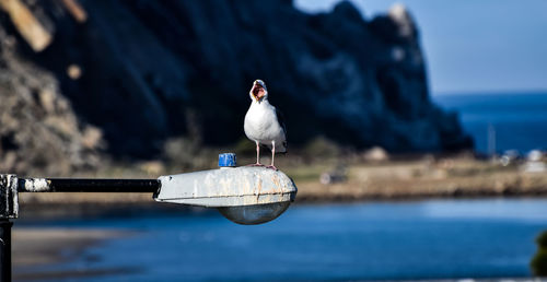 Close-up of seagull perching on shore