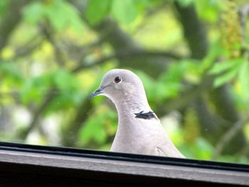 Close-up of bird perching on railing