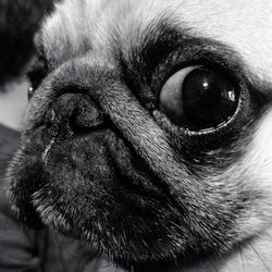 Close-up portrait of a dog