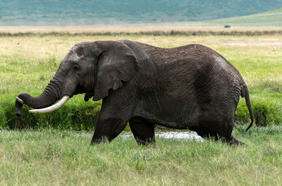 Side view of elephant