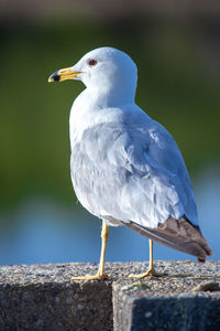 Close-up of seagull perching