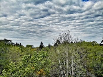 Plants growing on land against sky