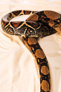 Close-up of snake