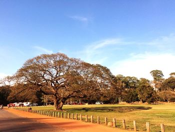 Trees in park