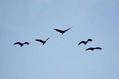 Low angle view of birds flying against clear sky