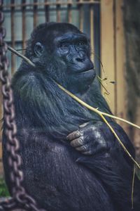 Close-up of black labrador retriever in zoo