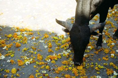 View of a horse on field