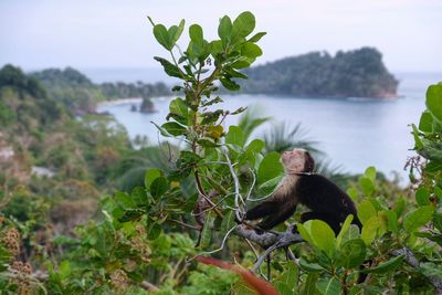 Capuchin monkey sitting on tree