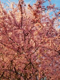 Low angle view of tree against sky