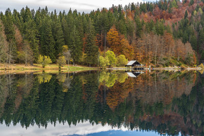 Scenic view of lake in forest