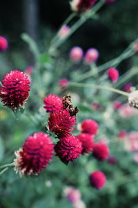 Close-up of bee pollinating on pink flower