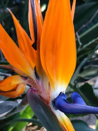 Close-up of orange flower blooming outdoors