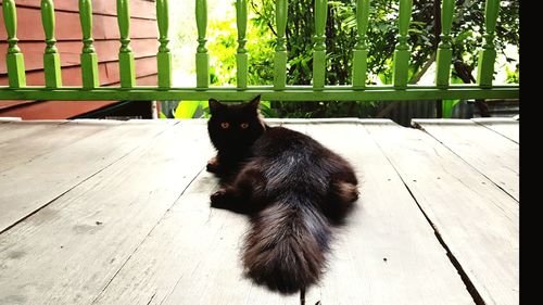 Cat sitting outdoors