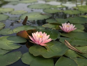 Close-up of lotus water lily in lake