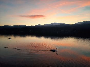 Silhouette birds swimming in lake against sky during sunset