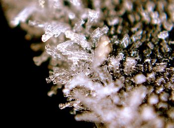 Close-up of white flowers