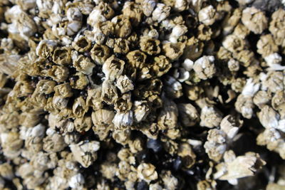 Full frame shot of insect