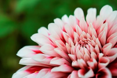 Close-up of pink flower