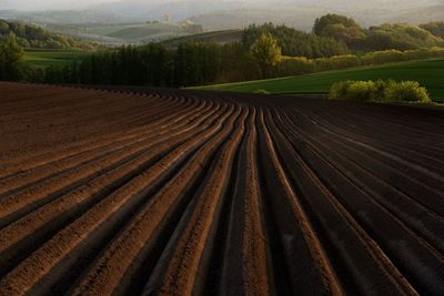 Scenic view of agricultural field