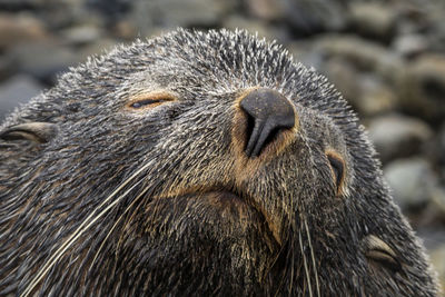 Close-up of seal 