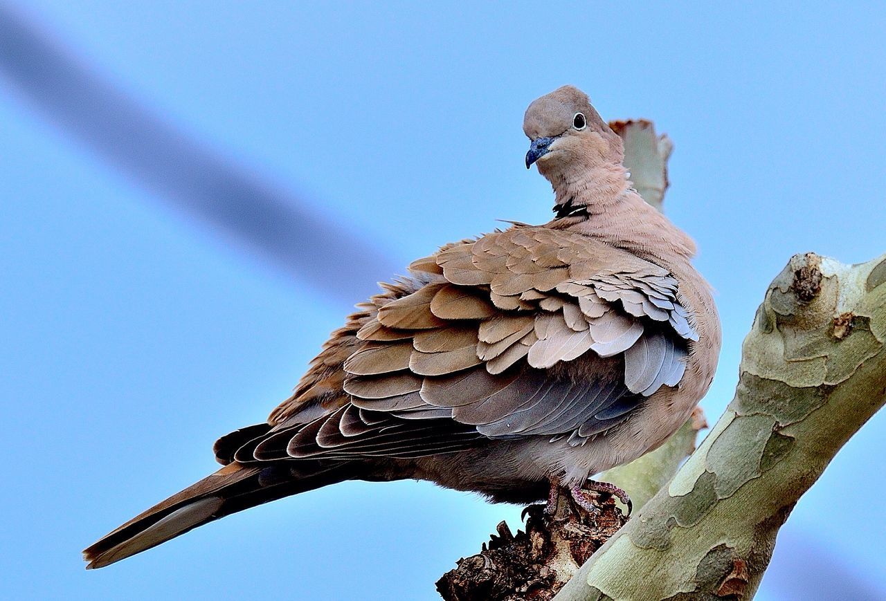 #animal_happy #animals_gr #bestanimalshots #total_fauna #fowl_waterfowl #fauna_police #all_animals_addiction #asi_es_fauna #ok_animals #igw_animals #wow_animal #eye_spy_birds #bestbirdshot #global4nature #birds_adored #thehub_zoo #cub_animals #bird_brilla