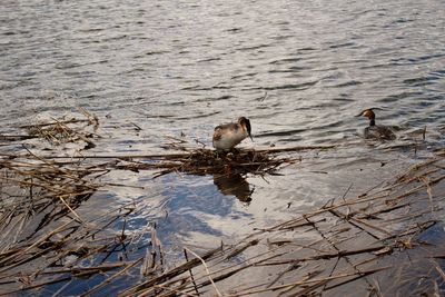 High angle view of ducks swimming on lake