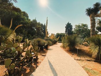 Footpath amidst plants and trees against sky on sunny day