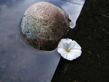 High angle view of white flowering plant on rock